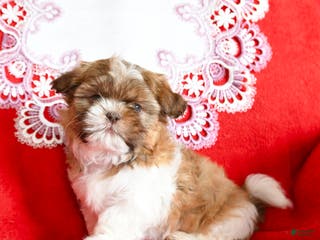 Shih Tzu dogs Yankee - Ad 16