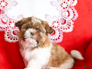 Shih Tzu dogs Yankee - Ad 15