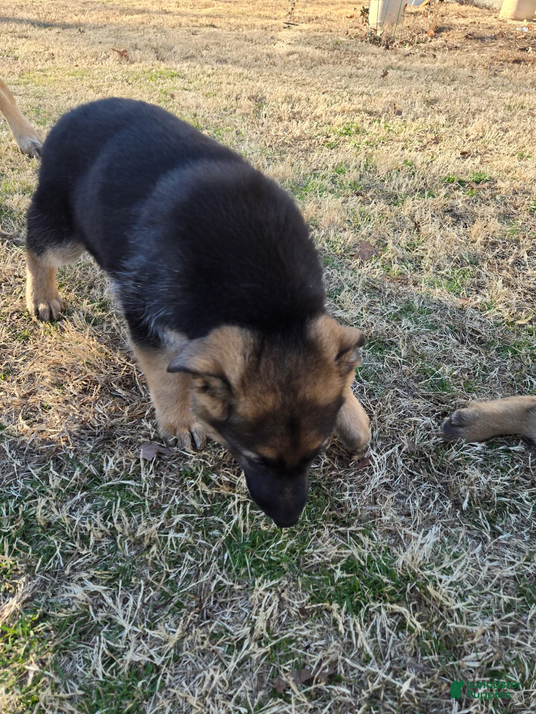 German Shepherd dogs for sale: German Shepherd Puppy 4 - Ad 2