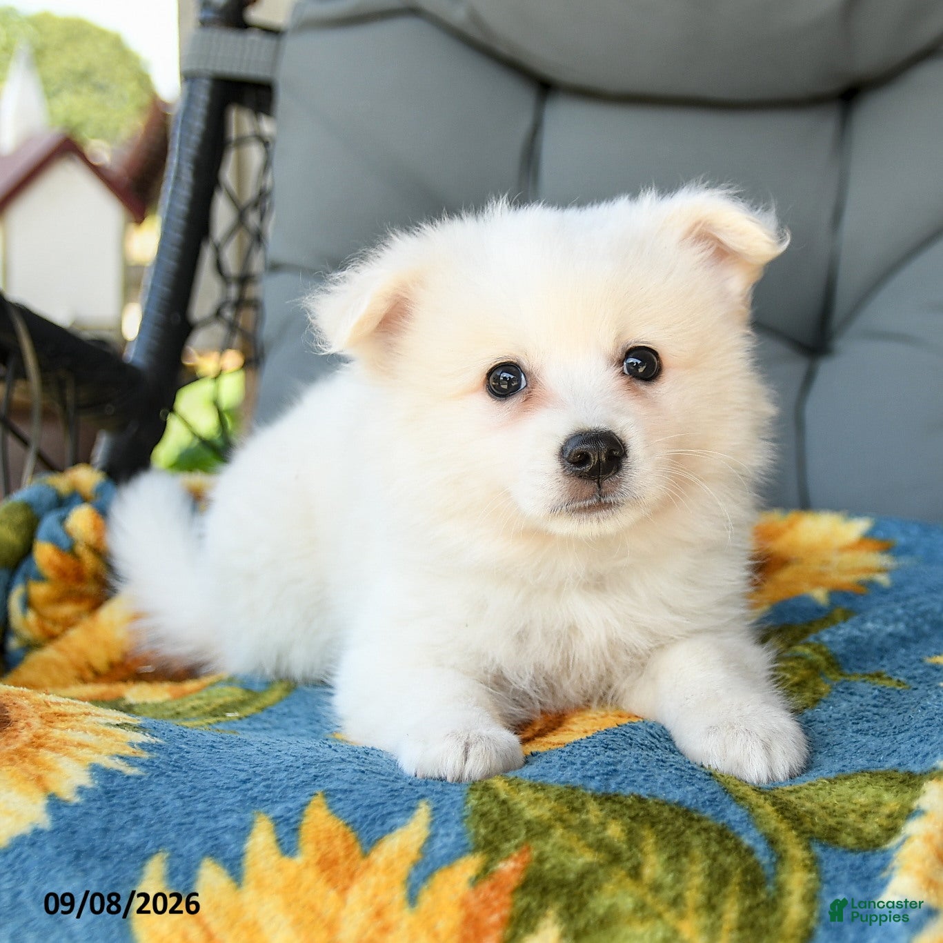 American Eskimo dogs Frankie - Ad 2