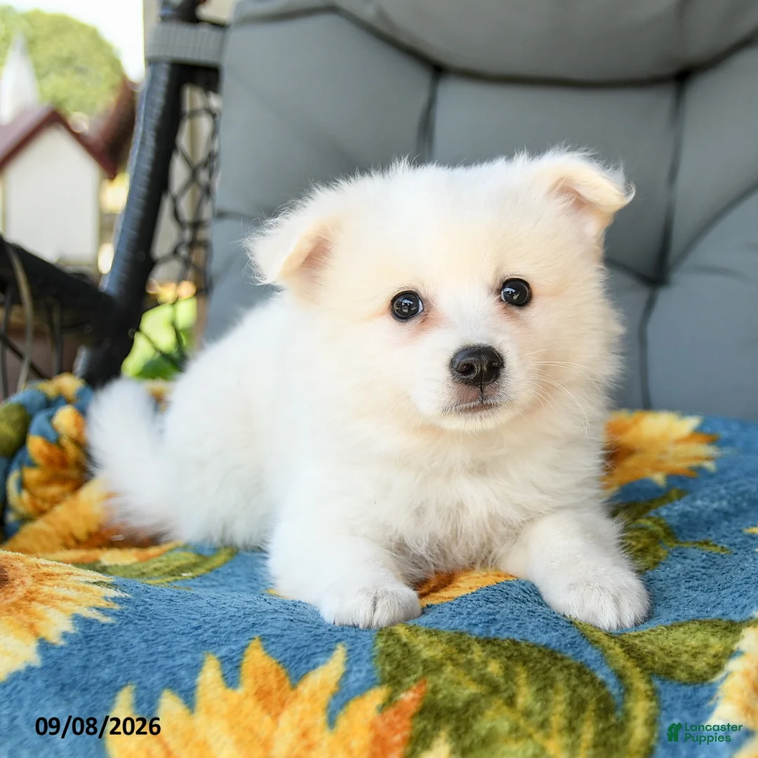 American Eskimo dogs for sale: Frankie - Ad 2