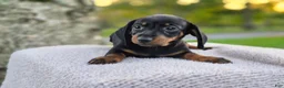 Miniature Dachshund dogs for sale: Remy  - Ad 15