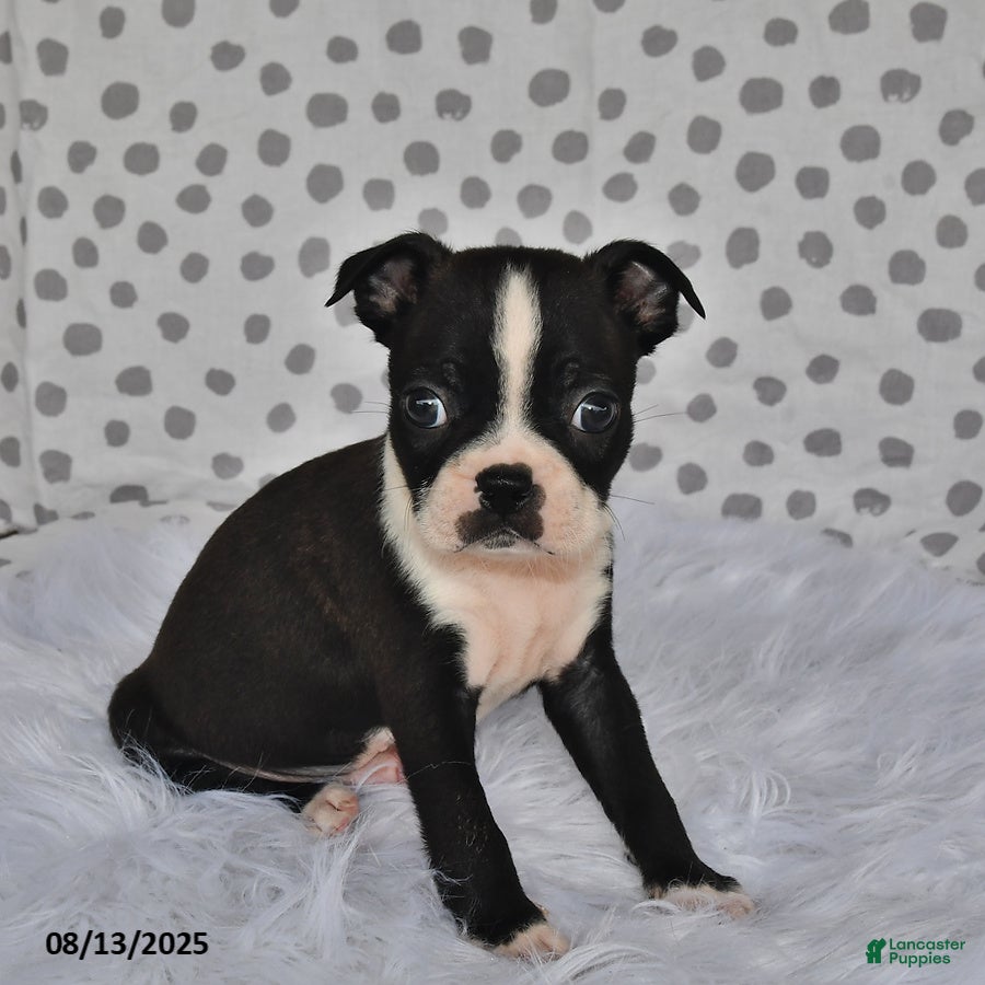 Boston Terrier dogs Jasper - Ad 36