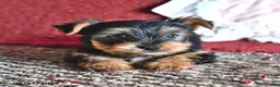 Yorkshire Terrier dogs for sale: Larry - Ad 3