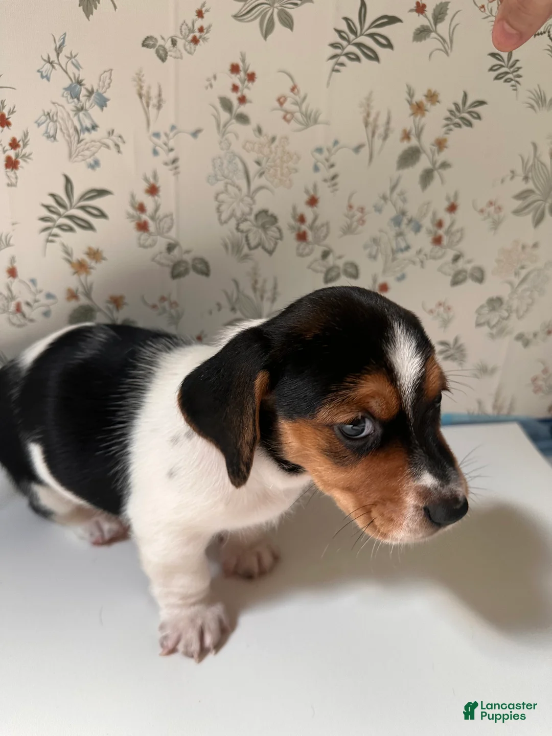 Mixed Breed dogs for sale: Marlin - Ad 2
