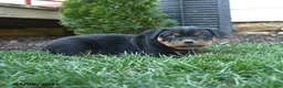 Rottweiler dogs for sale: Cadbury - Ad 3