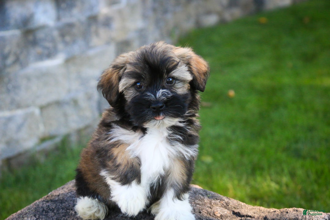 Havanese