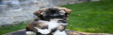 Blitz Havanese 