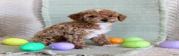 Toy Poodle dogs for sale: Ollie - Ad 3