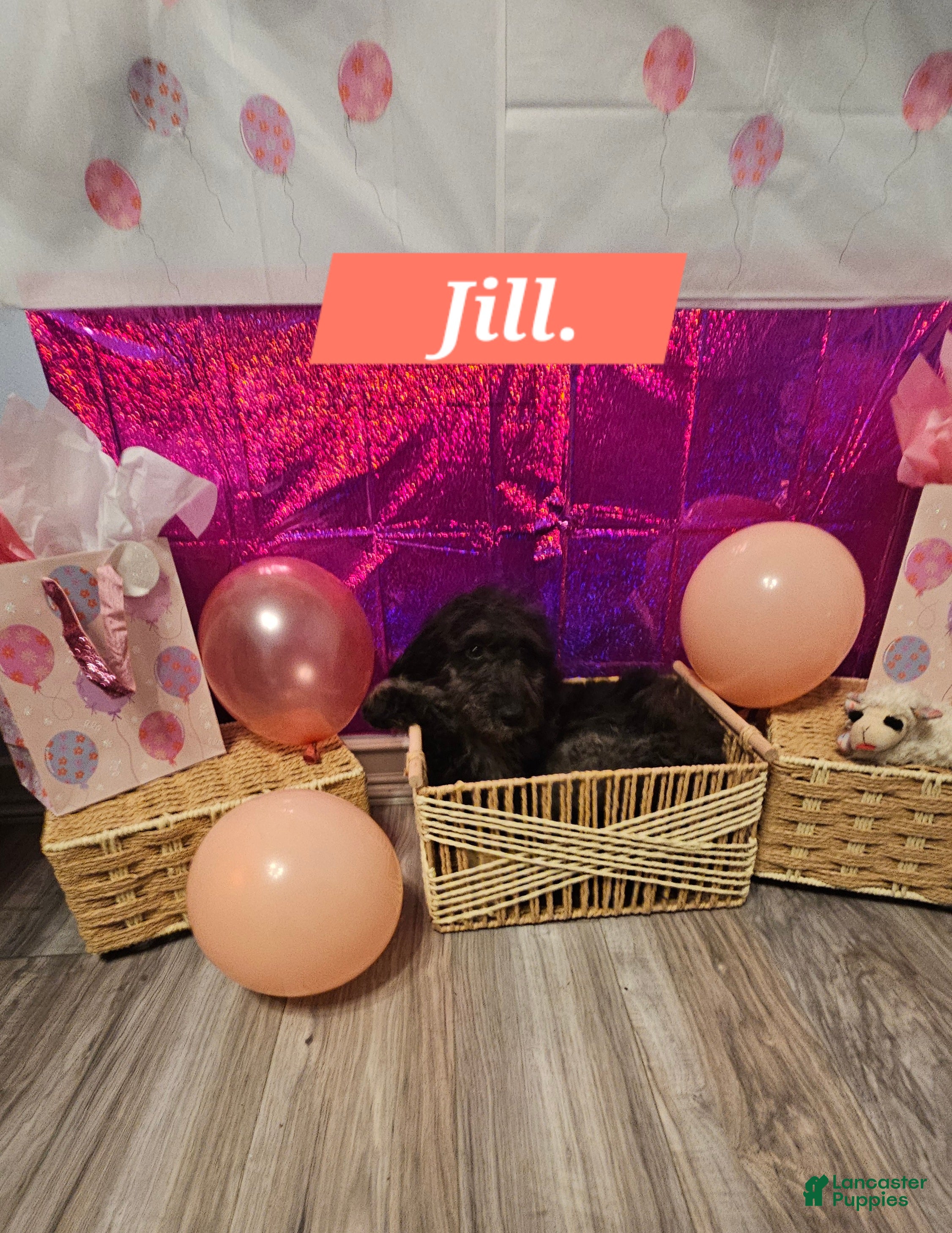 Mixed Breed dogs for sale: Jill. - Ad 1