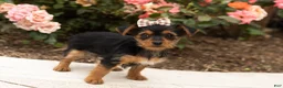 Yorkshire Terrier dogs for sale: Dobbin  - Ad 3