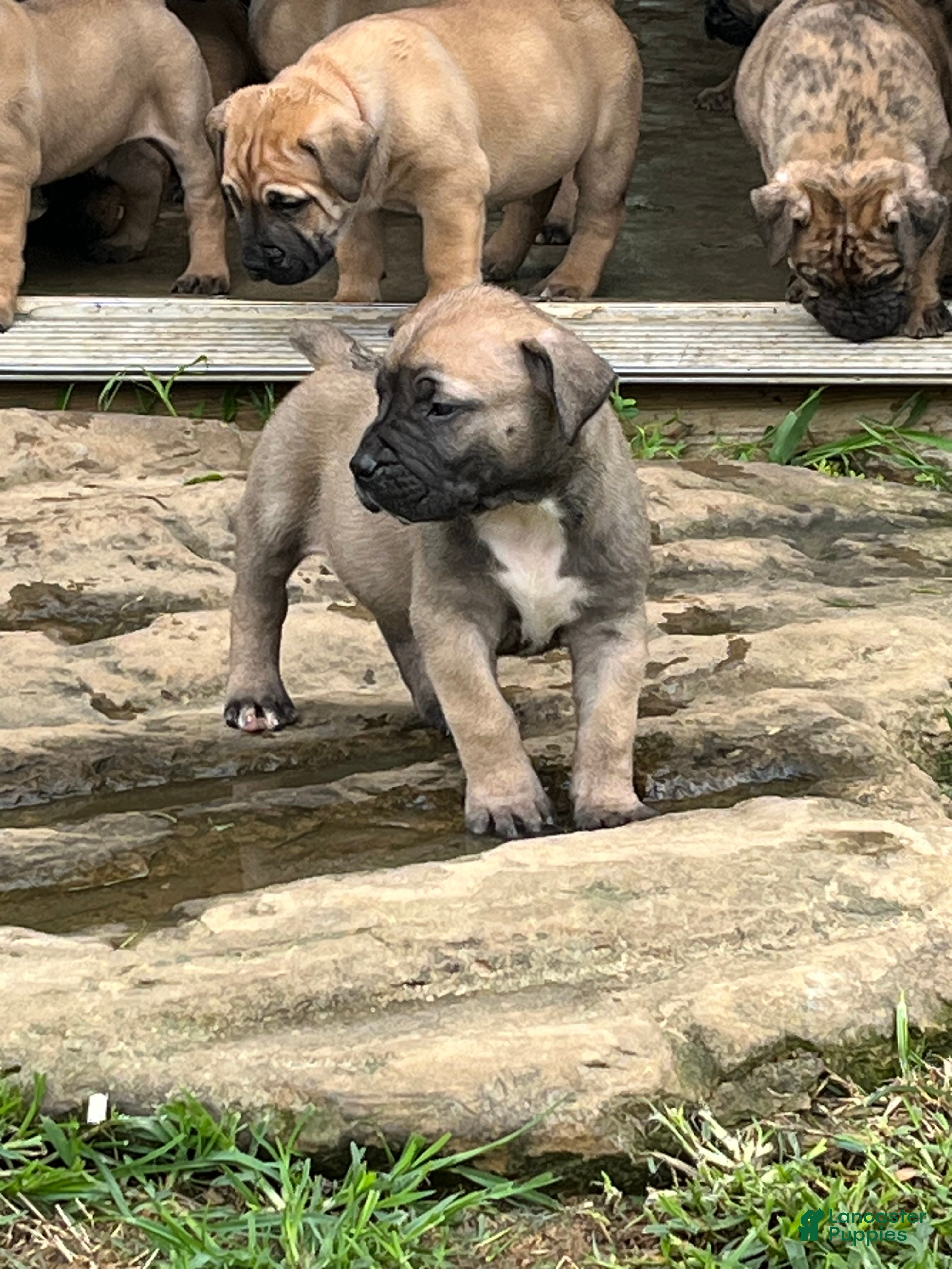 South African Boerboels dogs South African Boerboels 4 - Ad 2