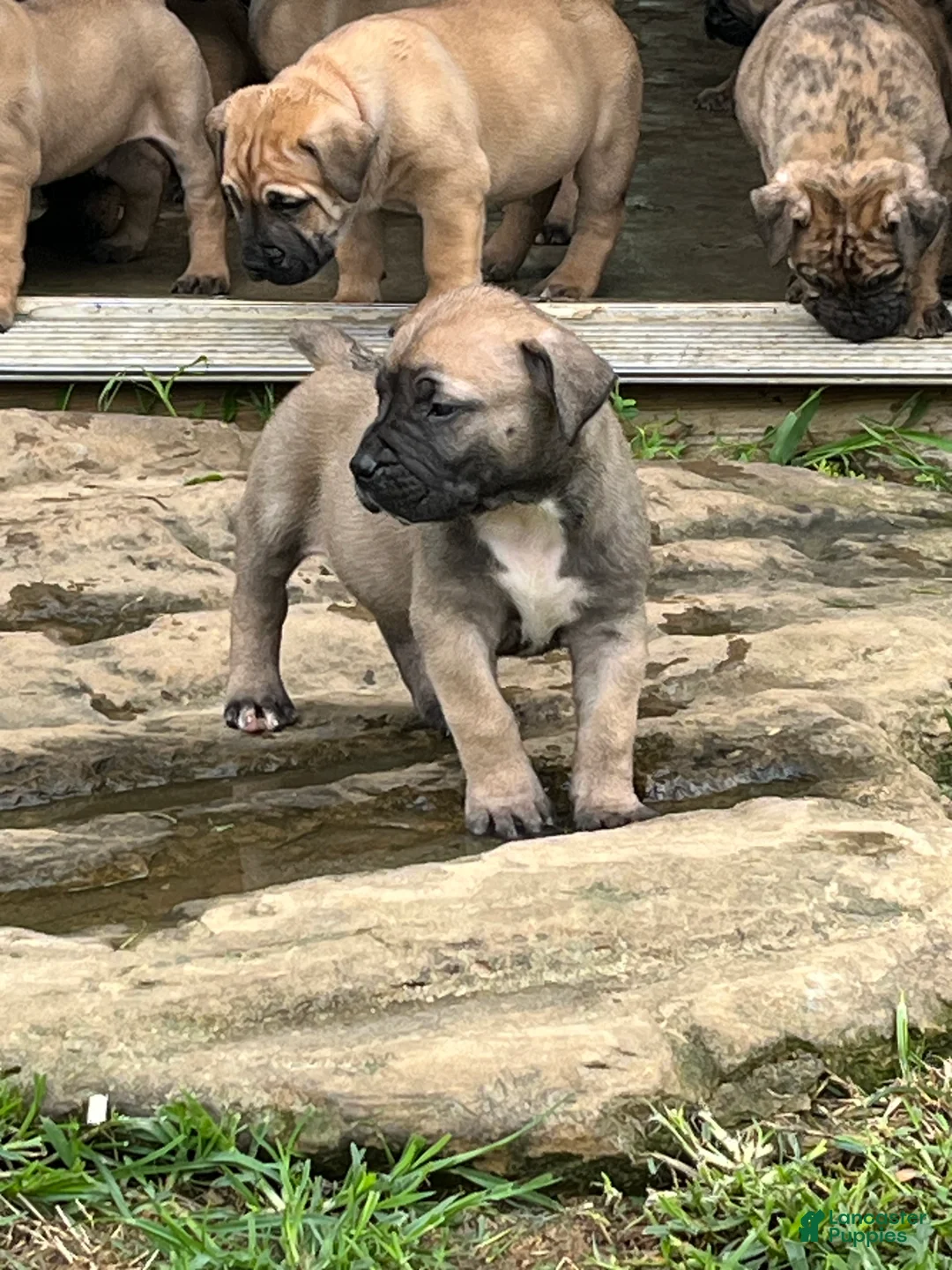 South African Boerboels dogs for sale: South African Boerboels 4 - Ad 2