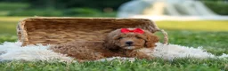 Miniature Poodle dogs for sale: Tyson 💙✨ - Ad 13