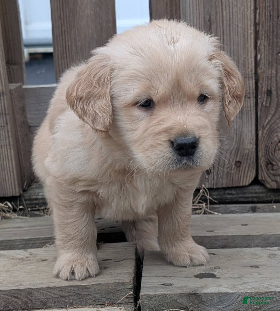 Golden Retriever dogs for sale: Rocky - Ad 3