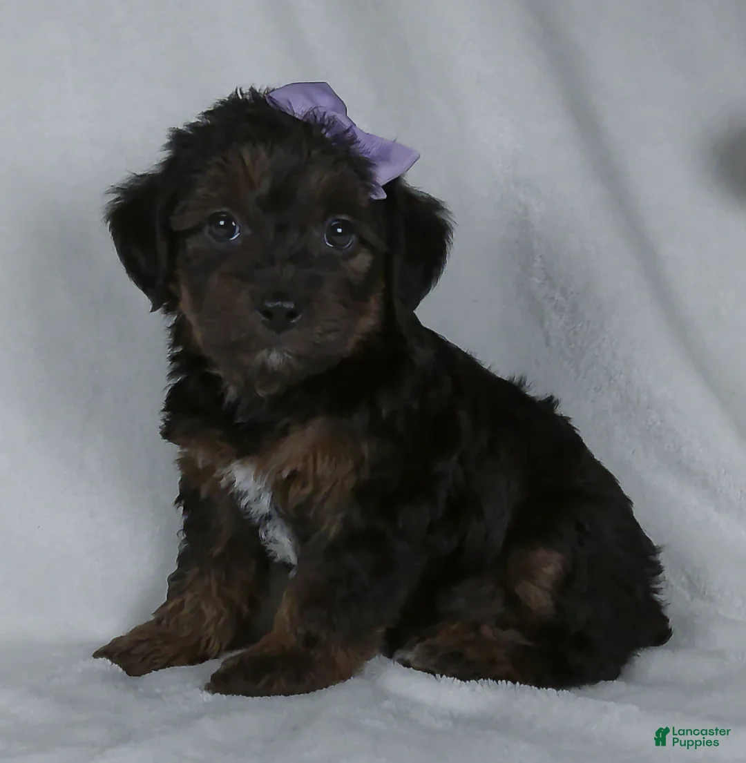 Yorkiepoo dogs for sale: Remi - Ad 4