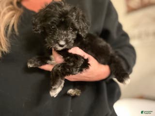 Mixed Breed dogs Puppy 3 ( toy aussiedoodle ) - Ad 15