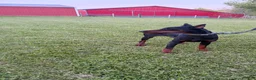 Doberman Pinscher dogs for sale: Doberman Pinscher Puppy 2 - Ad 2