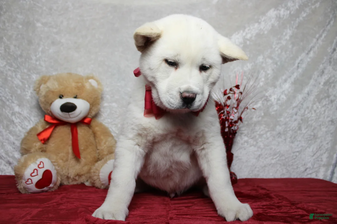 Akita dogs for sale: Jack  - Ad 4