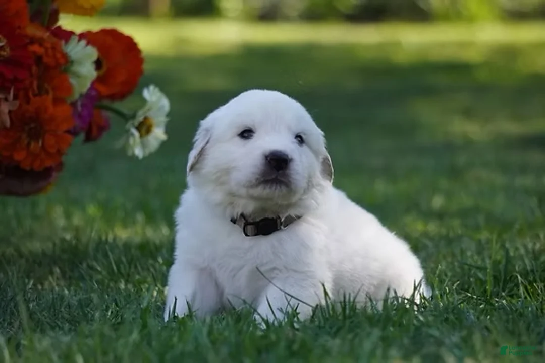 Great Pyrenees dogs for sale: AKC Titan - Ad 2