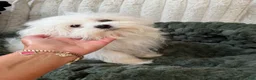 Maltese dogs for sale: Benz - Ad 1