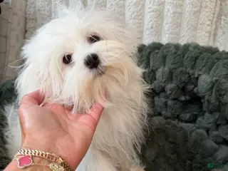 Maltese dogs Benz - Ad 16
