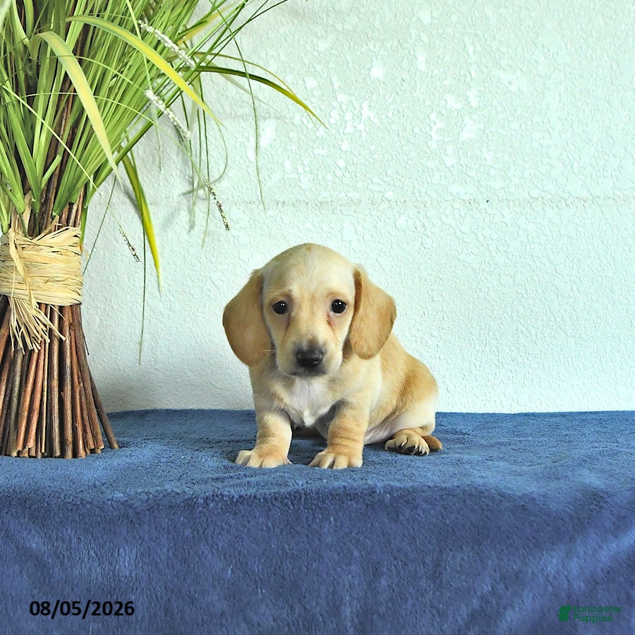 Miniature Dachshund dogs Max - Ad 1