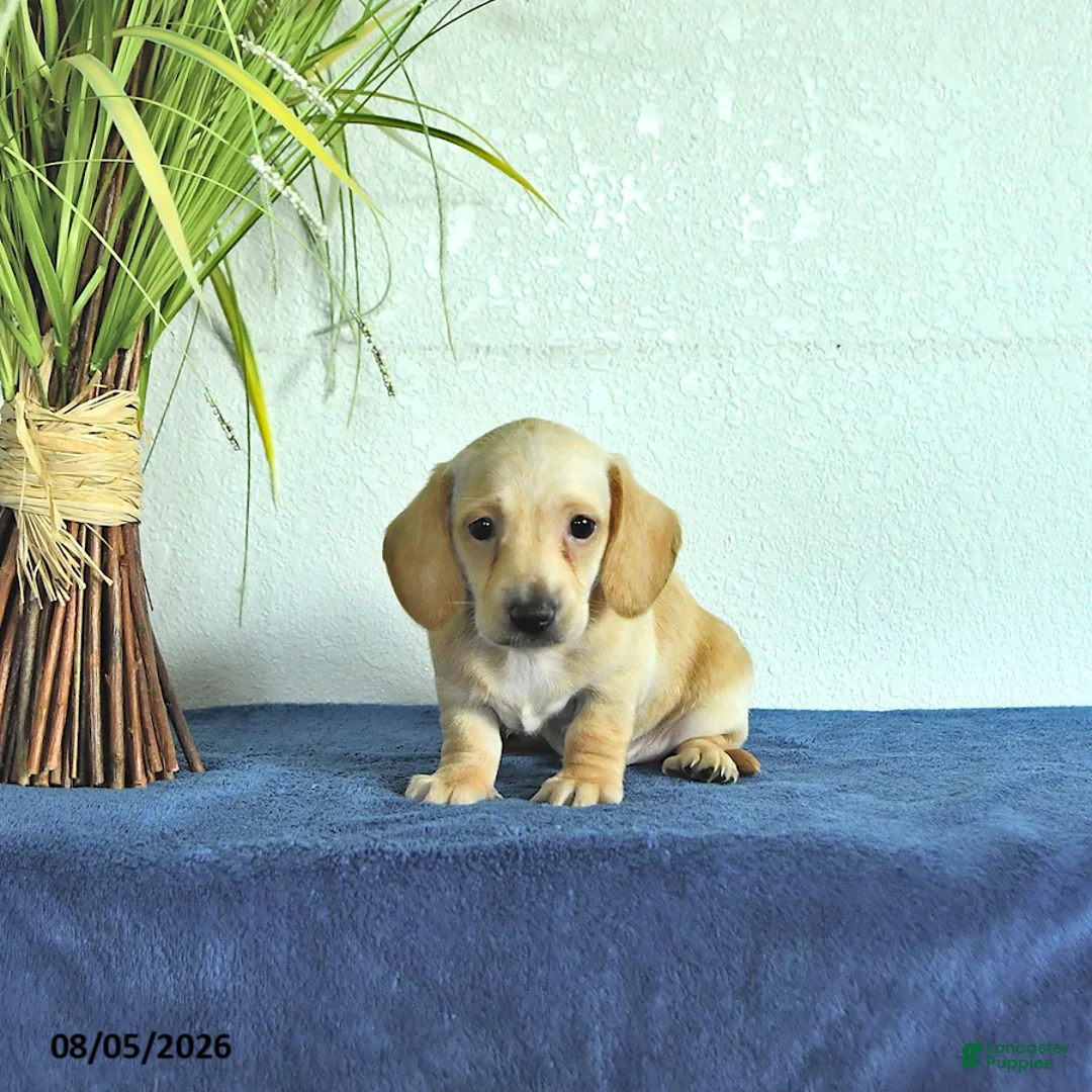 Miniature Dachshund dogs for sale: Max - Ad 1