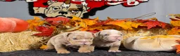 English Bulldog dogs for sale: English Bulldog 2 - Ad 7