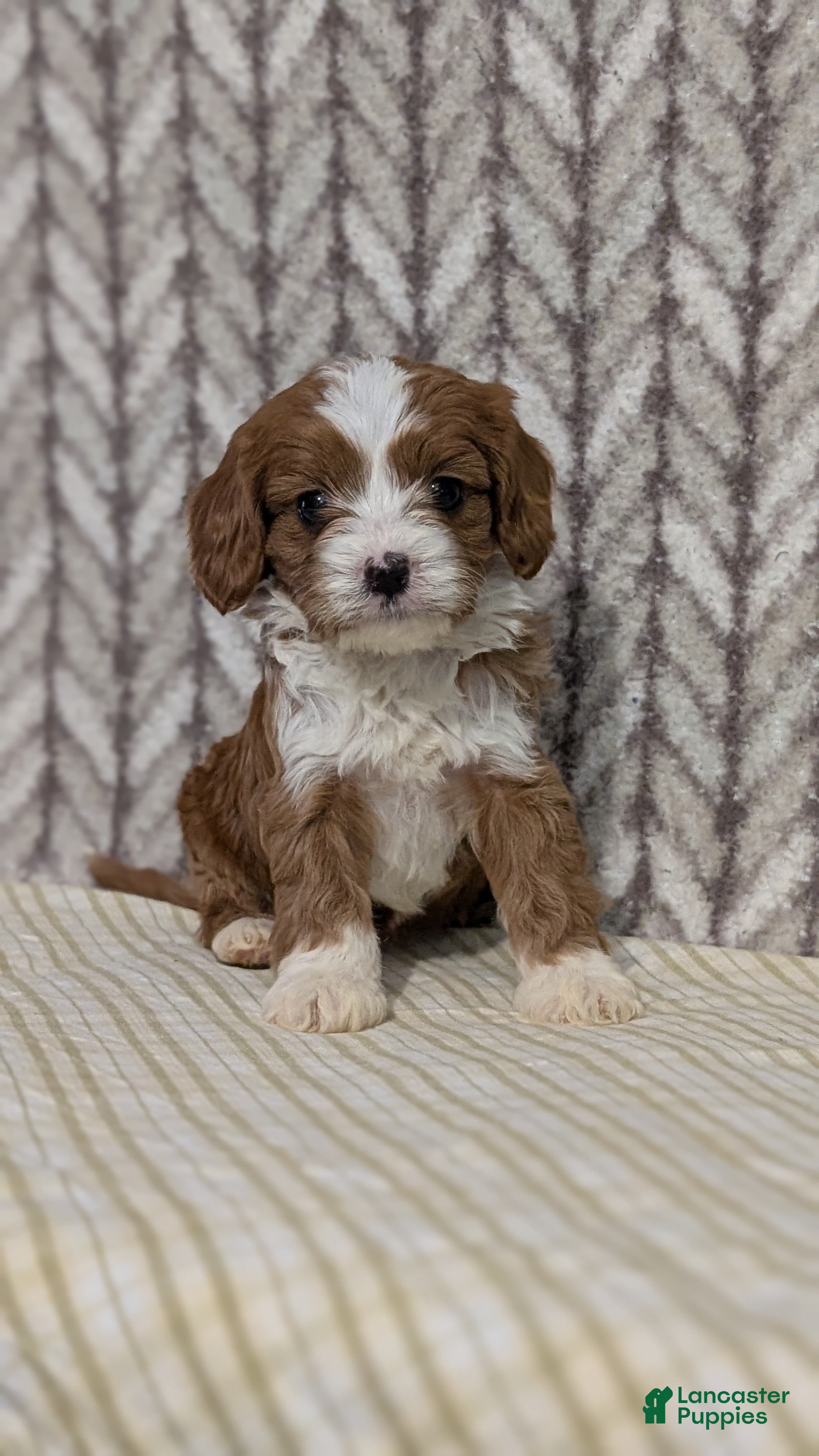 Cavapoo dogs Jasmin - Ad 2
