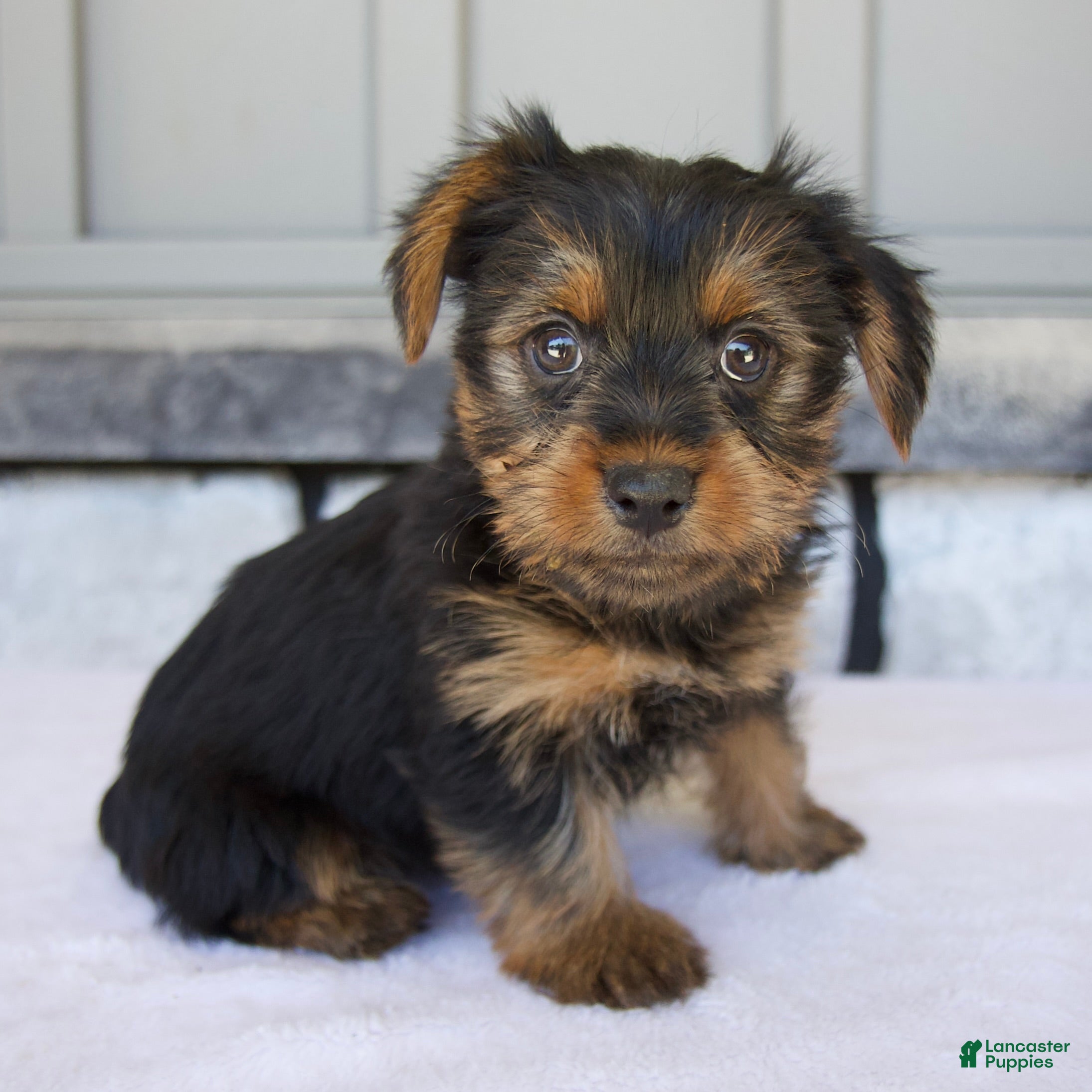 Yorkshire Terrier dogs Luna - Ad 2