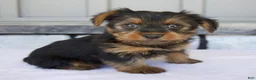 Yorkshire Terrier dogs for sale: Luna - Ad 2
