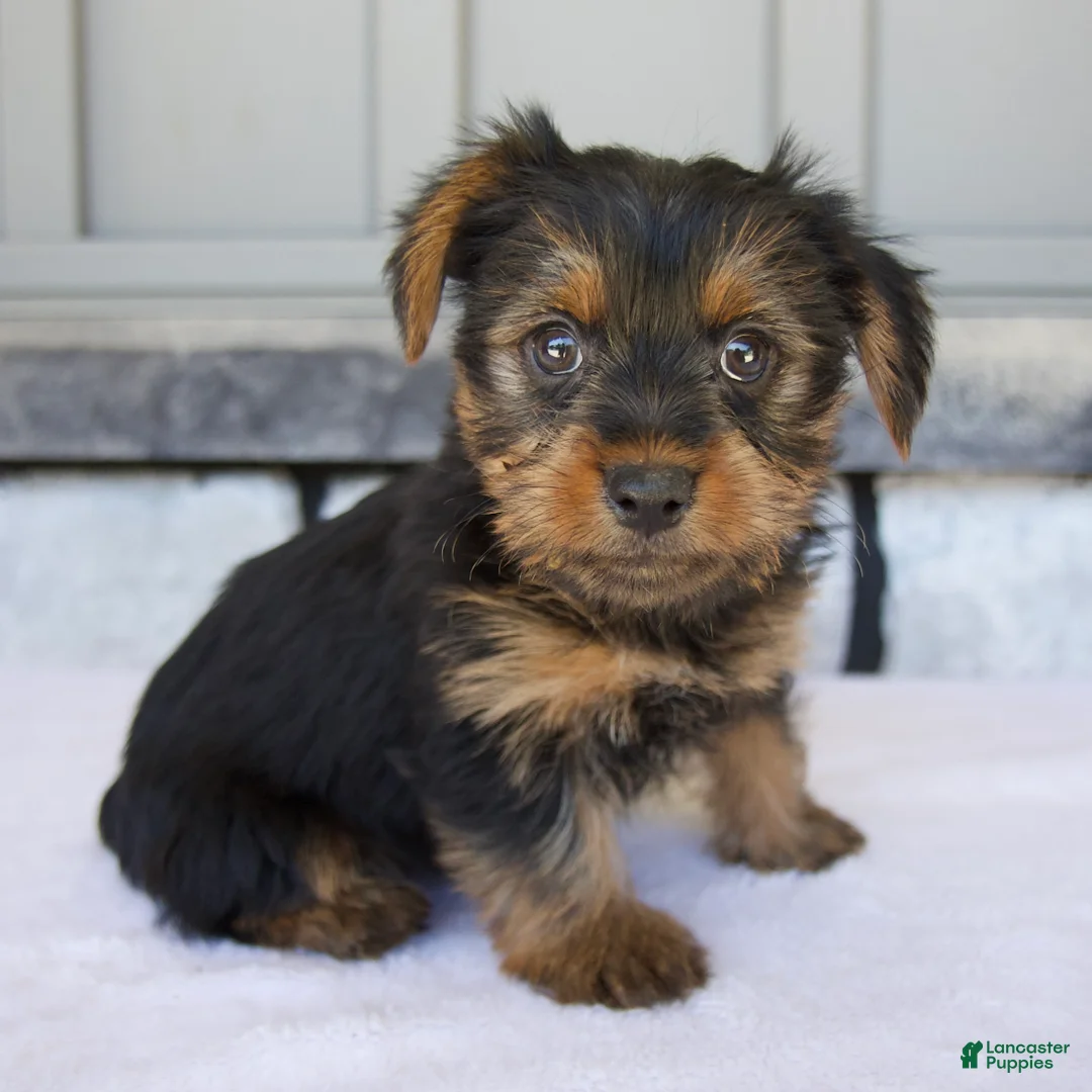 Yorkshire Terrier dogs for sale: Luna - Ad 2