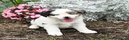 Australian Shepherd dogs for sale: Leo - Ad 3