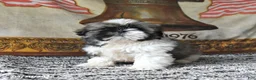 Shih Tzu dogs for sale: Muffin - Ad 3