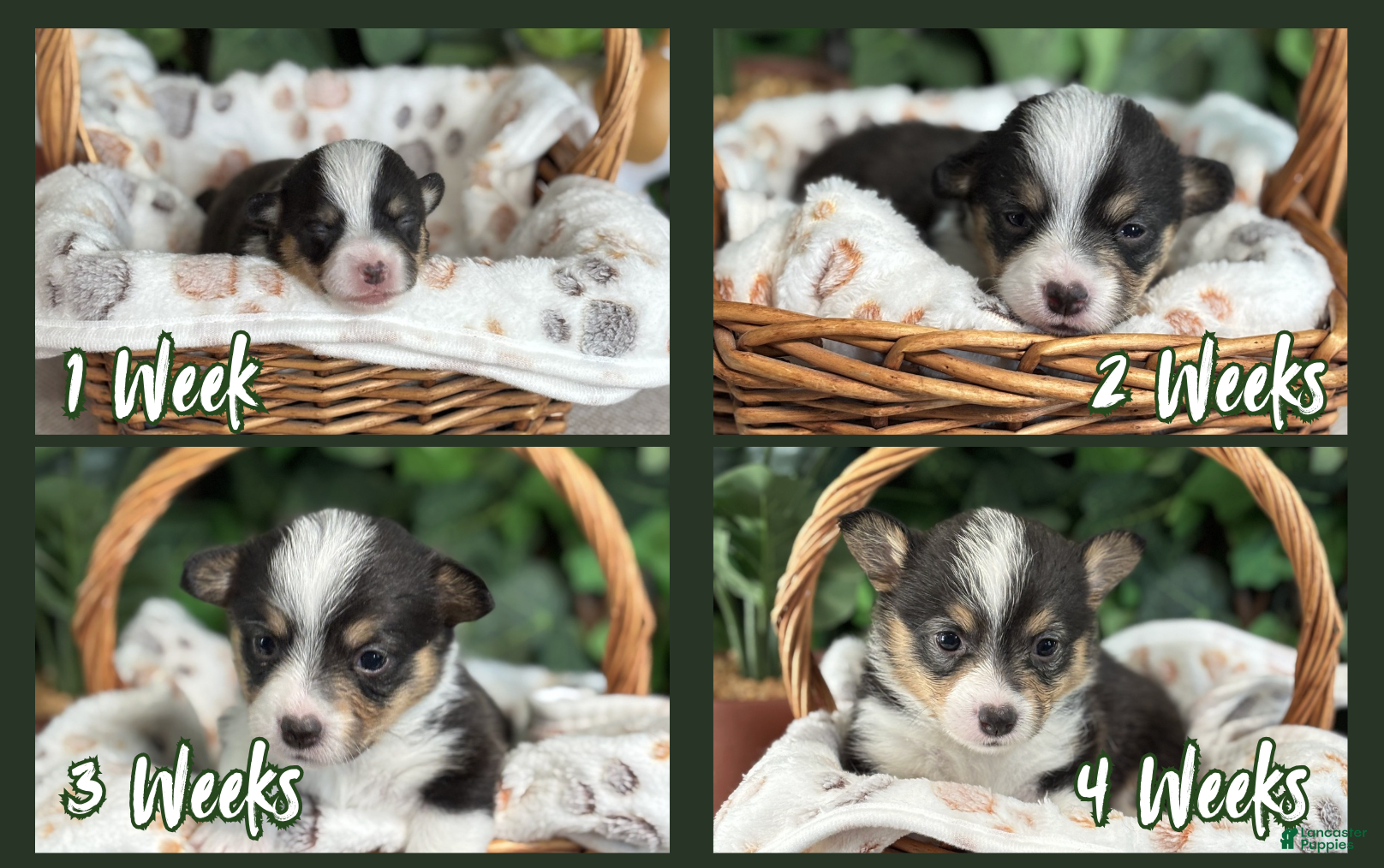 American Corgi dogs Tricolor Female - April - Ad 2