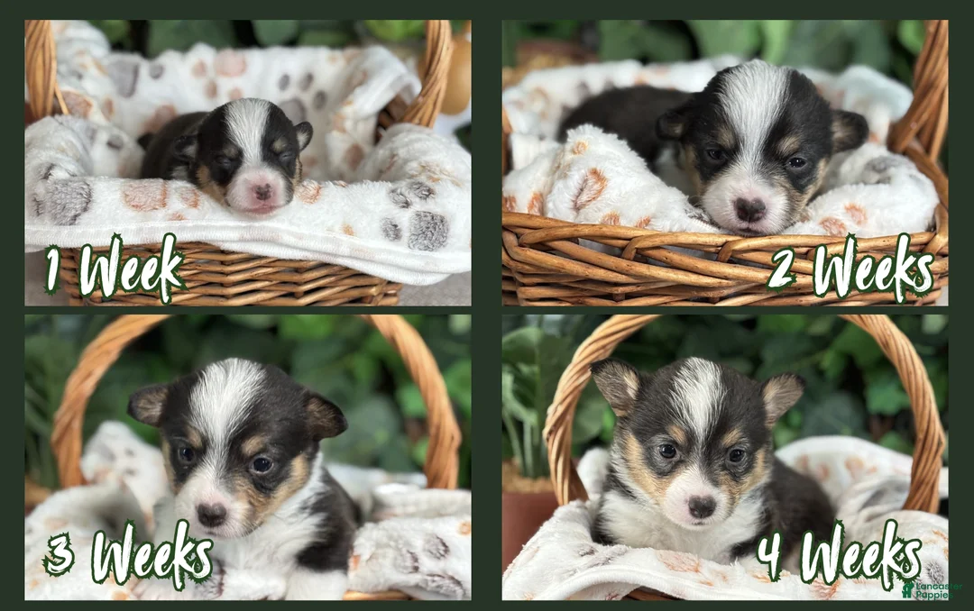 American Corgi dogs for sale: Tricolor Female - April - Ad 2