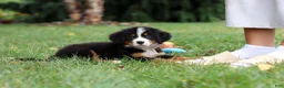 Bernese Mountain Dog dogs for sale: Denali - Ad 6