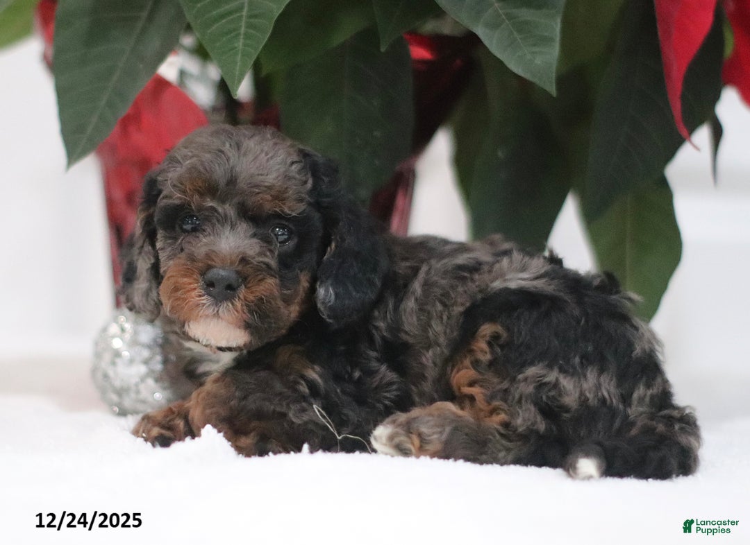 Cavapoo dogs for sale: Abby - Ad 3
