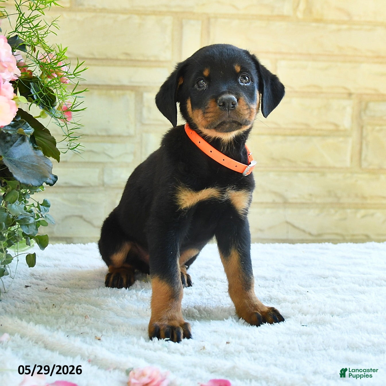 Rottweiler dogs Lafayette - Ad 2