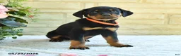 Rottweiler dogs for sale: Lafayette - Ad 2