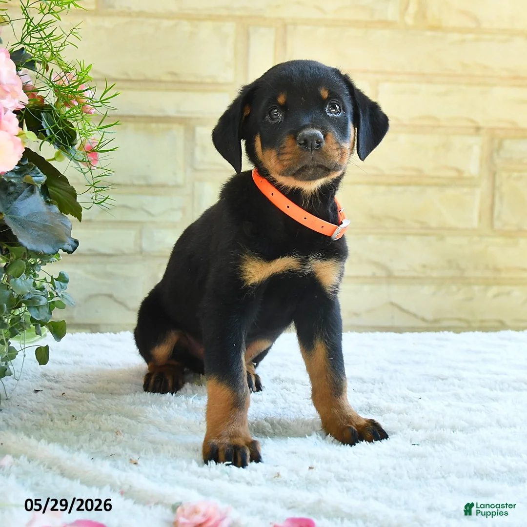 Rottweiler dogs for sale: Lafayette - Ad 2