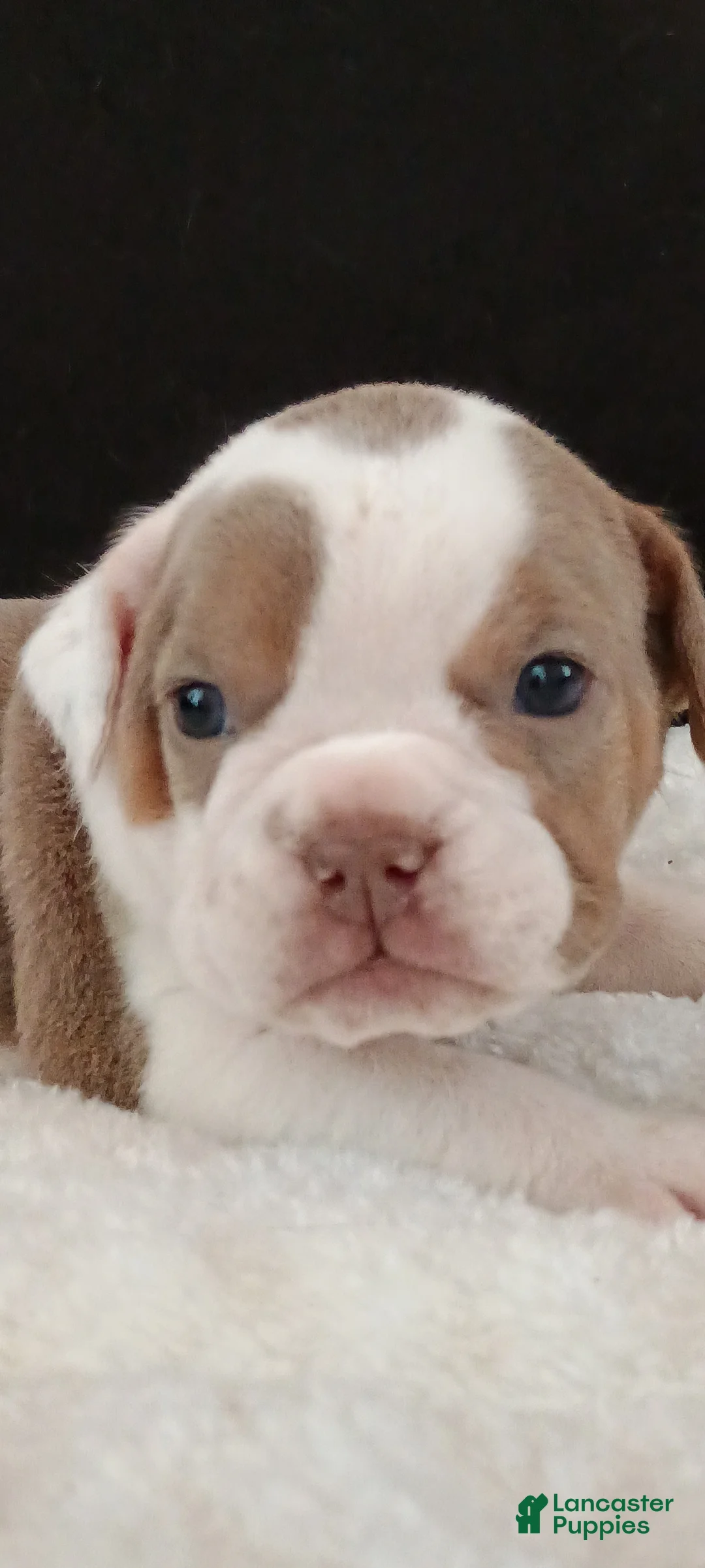 Olde English Bulldogge dogs for sale: Dudley Bulldogges Beyla - Ad 4