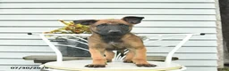 Belgian Malinois dogs for sale: Happy - Ad 5