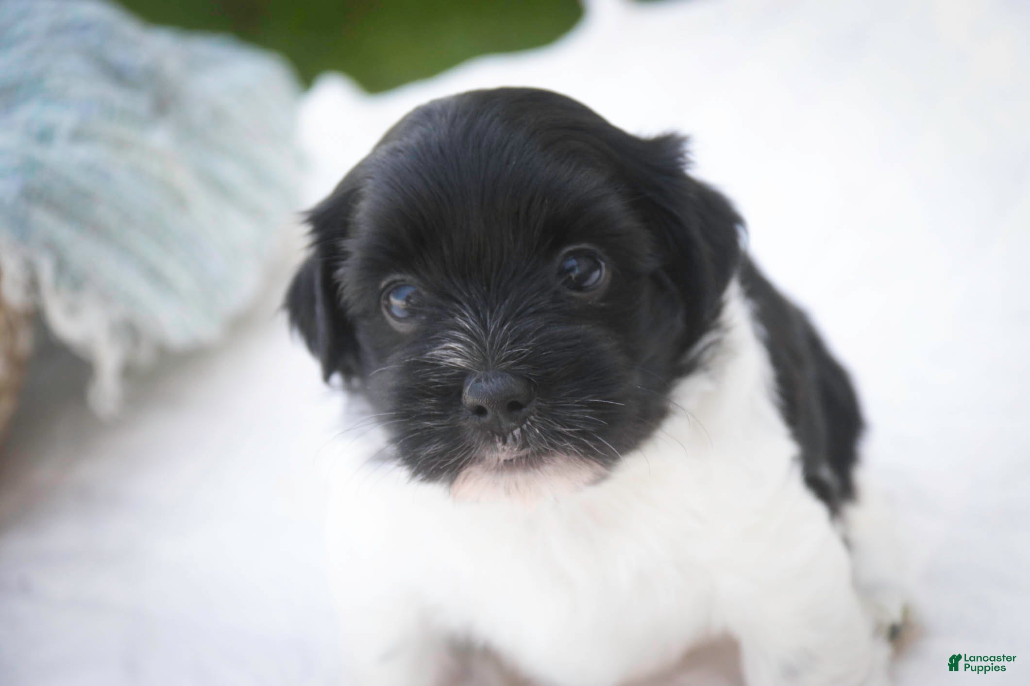 Havanese dogs Winnie Havanese  - Ad 1