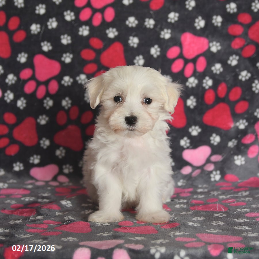 Maltese dogs Finn - Ad 2