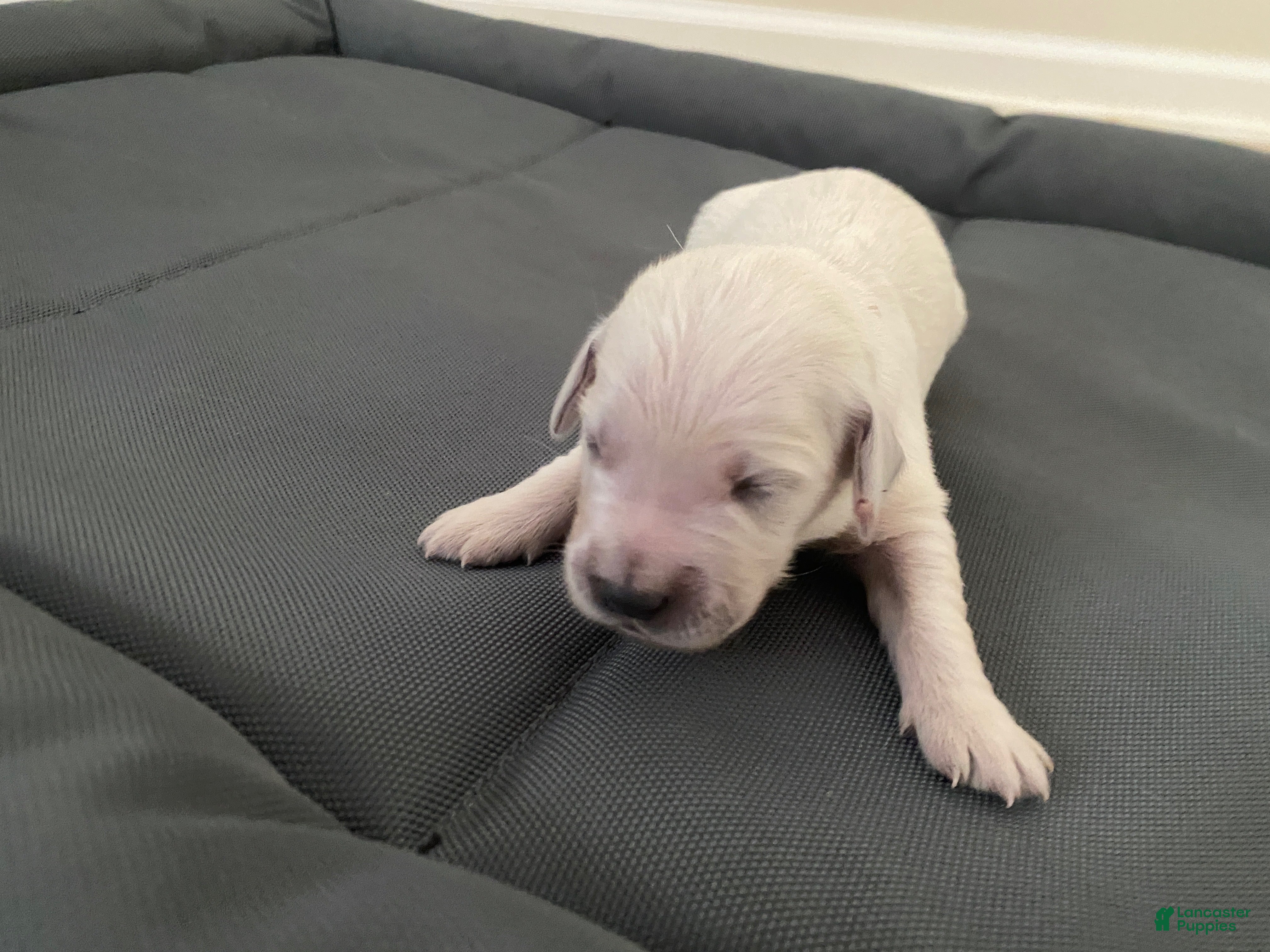 Golden Retriever dogs AKC Cream Golden Retriever Female Second Pick - Ad 18