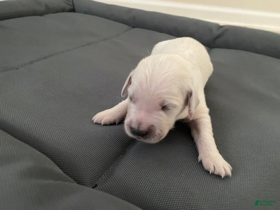 Golden Retriever dogs for sale: AKC Cream Golden Retriever Female Second Pick - Ad 1