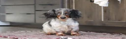 Miniature Dachshund dogs for sale: Tony - Ad 9