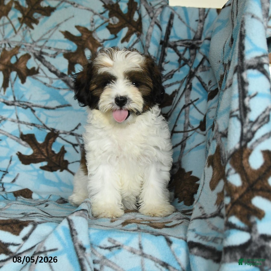 Mixed Breed dogs Utopia - Ad 1